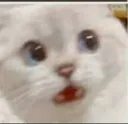 NANI_CAT Discord Emoji