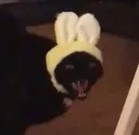bunnycat Discord Emoji