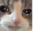catSad
