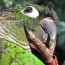 birbthinking birbthinking