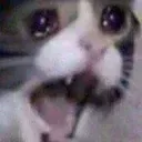 catcri