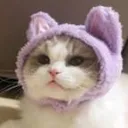 Catuwu catuwu Discord Emoji