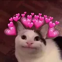Lovecat lovecat Discord Emoji