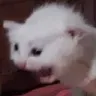 cat_scream