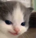 catsmirk