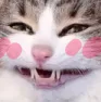 catsmileblush
