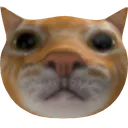 StaringCat