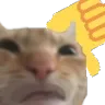 Thumbsdowncat