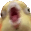 birbscream