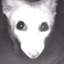 stare
