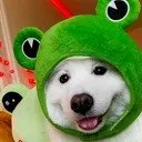 chillidog
