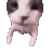 catKISS
