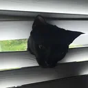 willow_hello