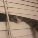 kitten_window
