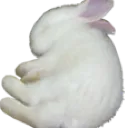 bunny_sleepie