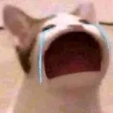 cry