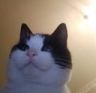 JK_catsmug Discord emoji
