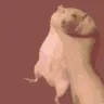 HeldKaiserHamster