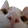 cat_cuteLurk cat_cuteLurk