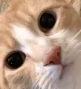 wafflestare
