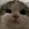 catsmirk catsmirk