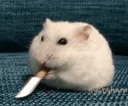 0_Knife 0_Knife