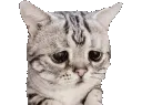 cattodepress cattodepress