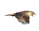 wc_falconflying