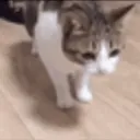 CatDiesFAST