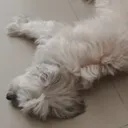 TiredDoggo