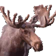 moose_excited