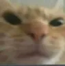 Catwtf catwtf Discord Emoji