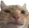 Catcringe Discord Emoji