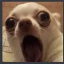 gaspdoggo
