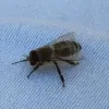 beetwerk