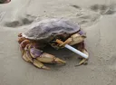 crob