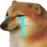 dogecry dogecry