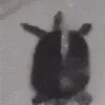 iliketurtles