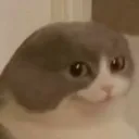cat_stare