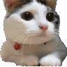 catno