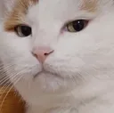 CatStare2