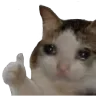 SadCatApproves