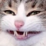 catsmile Discord emoji