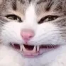 catsmile catsmile