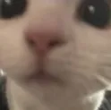 SS_catstare Discord Emoji