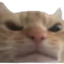 angeycatohshittt Discord Emoji