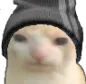 bruhcat