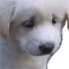 sad