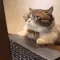 angrycat