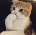 CatThonk